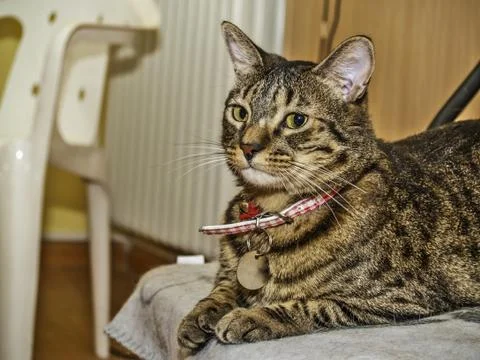 Cat with collar Stock Photos