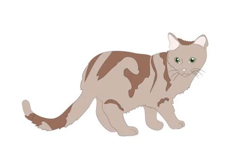 Cat color, vector Stock-Illustration