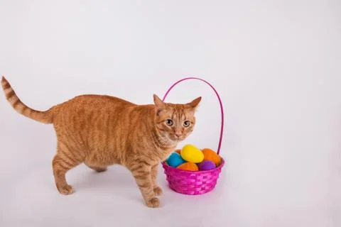 Cat with colorful Easter egg basket Stock Photos