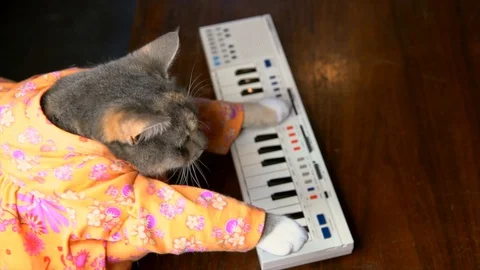 Cat in colorful shirt playing keyboard piano Stock Footage