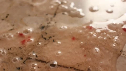 Cat colorless vomit with red spots at home Stock Footage 238760948