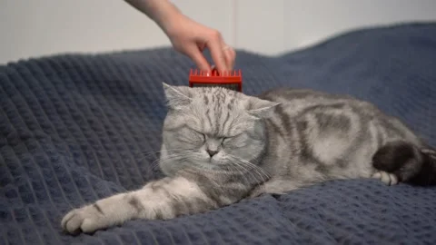 The cat is combed with a comb to collect wool. British gray cat lies on the bed Vidéo 227624652