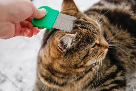 The cat is combed with a flea comb. Stock Photos