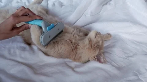 The cat is combed out with a comb to collect wool. Red cat cat lies on a white Stock Footage 250129182