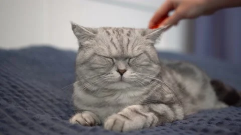 The cat is combed with a special comb for wool. Purebred British gray cat lies Video stock 227038329