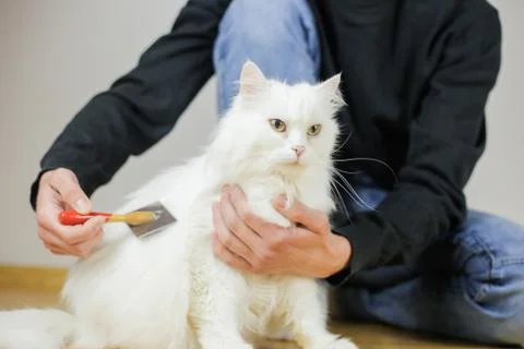 Cat combing. Long hair, cat's hairstyle. Pet care Stock Photos