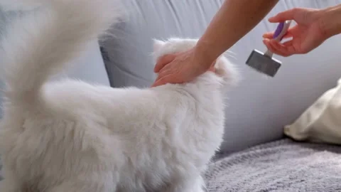 Cat combing with a special brush. Cat is looking into the camera. Stock Footage 132251333