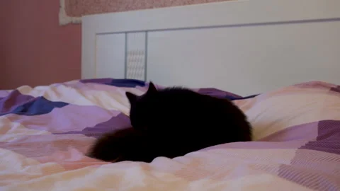 The cat combs its tail Stock Footage 269678151