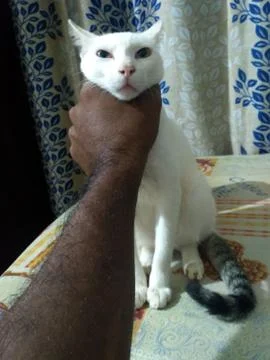 Cat comedy face Stock Photos