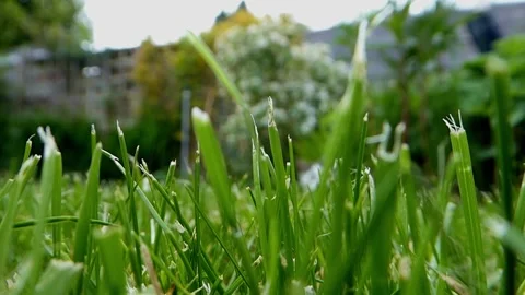 Cat comes from behind the grass to hunt Stock Footage 140067229