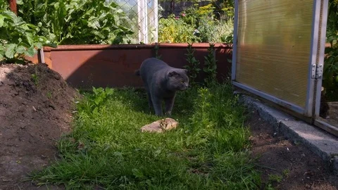 Cat comes to the camera and lies down on the ground Stock Footage