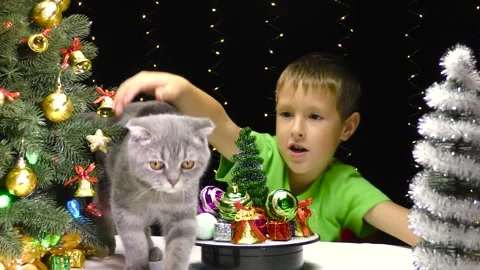 The cat comes out to the boy from behind the Christmas tree Stock Footage 253311841