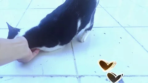 Cat Coming to be Loved Stock Footage 297074411