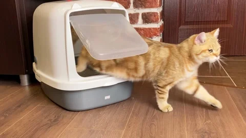 Cat coming out from Litter Box Stock Footage 162119656