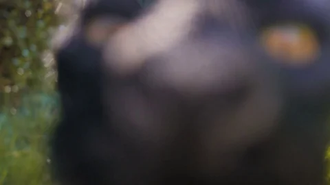 Cat coming towards camera closeup Stock Footage 75091898