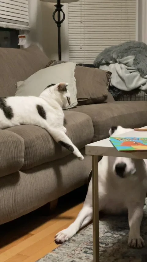 Cat Commands Dog to Lay Down, Ontario, Canada - 17 Oct 2022 Stockbeeldmateriaal 220089370