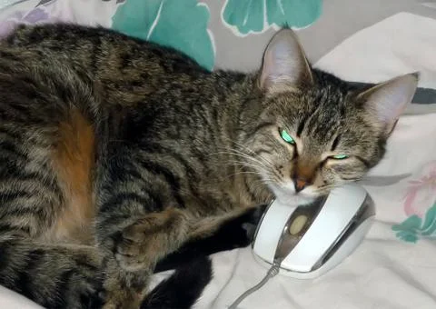 Cat with computer mouse Foto stock