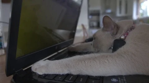 Cat on a computer watching mice Stock Footage 72005777