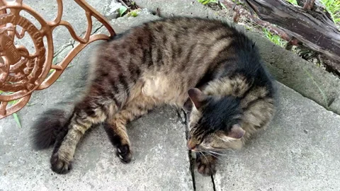 Cat on concrete lying Stock Footage 94472431