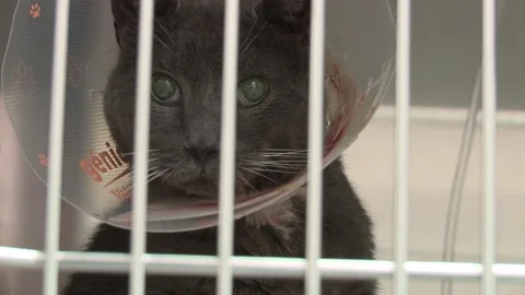 Cat With Cone in Cage Close-up Stock Footage 146617393