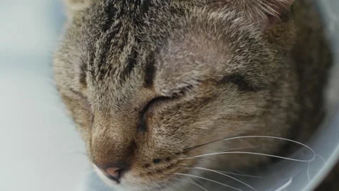 Cat with Cone Collar Lying After Veterinary Surgery Recovery 스톡 동영상 337291614