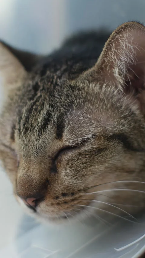 Cat with Cone Collar Lying After Veterinary Surgery Recovery Vidéo 337291727