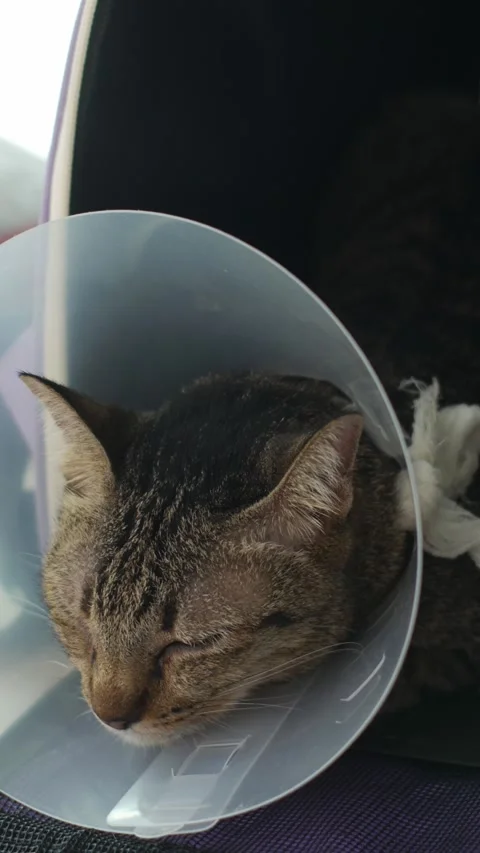 Cat with Cone Collar Lying After Veterinary Surgery Recovery Vidéo 337291759