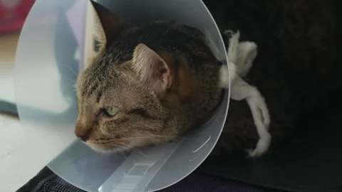 Cat with Cone Collar Lying After Veterinary Surgery Recovery Vidéo 337291763