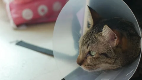 Cat with Cone Collar Lying After Veterinary Surgery Recovery Vidéo 337873185