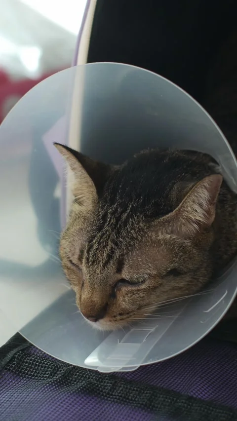 Cat with Cone Collar Lying After Veterinary Surgery Recovery Видео 337873189