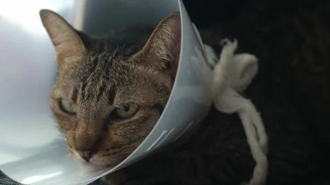 Cat with Cone Collar Lying After Veterinary Surgery Recovery Видео 337873193