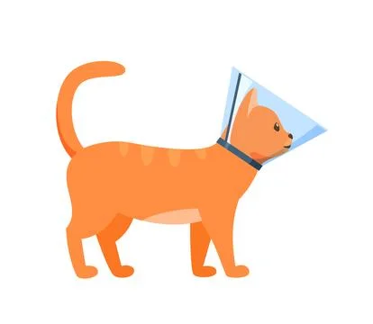 Cat in cone collar, red cat wrapped in Elizabethan collar, protection from Stock Illustration