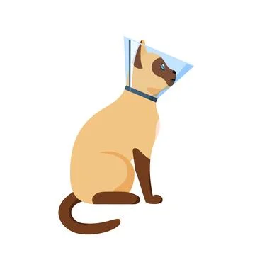 Cat in cone collar, siamese cat wrapped in Elizabethan collar, protection from Stock Illustration