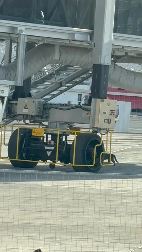 Cat Confidently Strolls Through Restricted Airport Apron, Israel - 20 Feb 2026 스톡 동영상 330625054