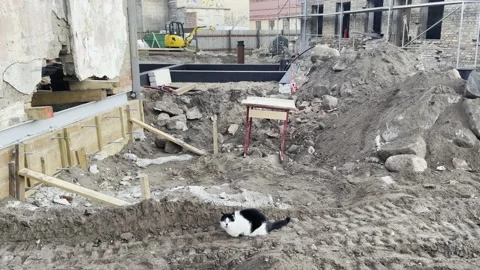 Cat on construction site Stock Footage 218622265