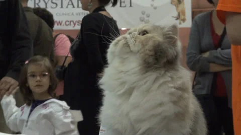 Cat in contest 스톡 동영상 30591486