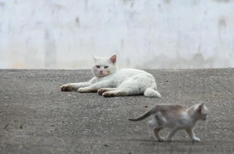 Cat controls his son run away outdoors Stock Photos