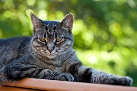Cat with a Cool Cattitude Photos