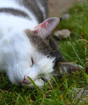 Cat cooling itself lay on the ground Stock Photos