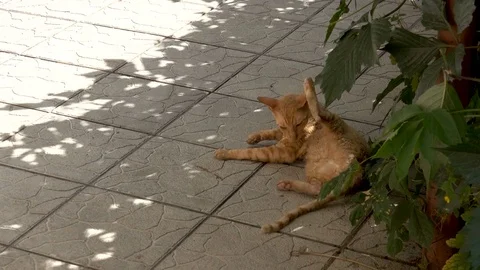 Cat Cornish Rex is engaged in hygiene Stock Footage 76681140