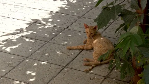 Cat Cornish Rex resting in the shade Video stock 76650709