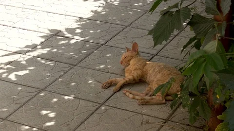 Cat Cornish Rex resting in the shade Stock Footage 76689200