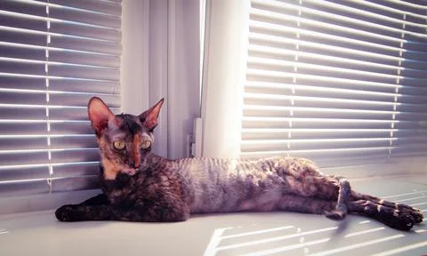Cat Cornish Rex resting on the window Stock Photos