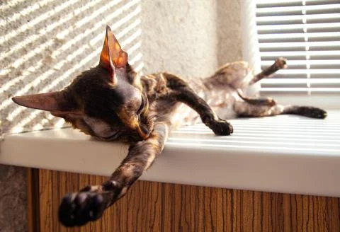 Cat Cornish Rex resting on the window Stock Photos