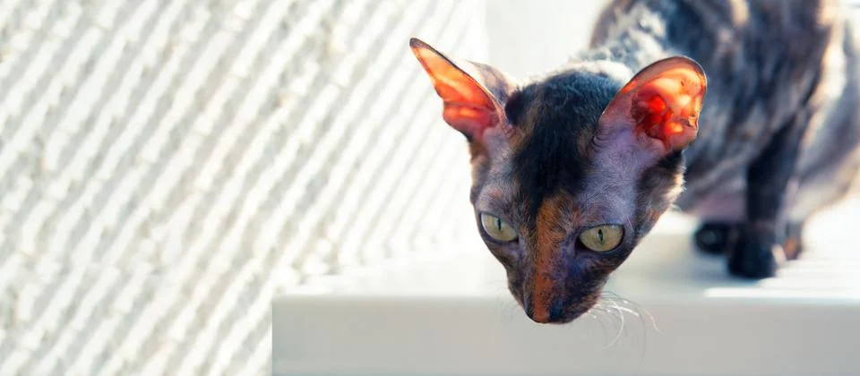 Cat Cornish Rex resting on the window Stock Photos