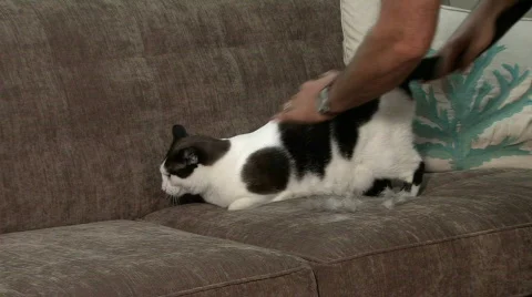 Cat on Couch Stock Footage 756604