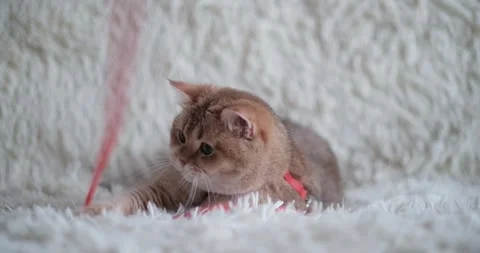 Cat on the couch Stock Footage 267832827