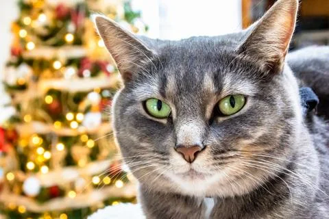Cat on the couch in front of the Christmas tree Stock Photos