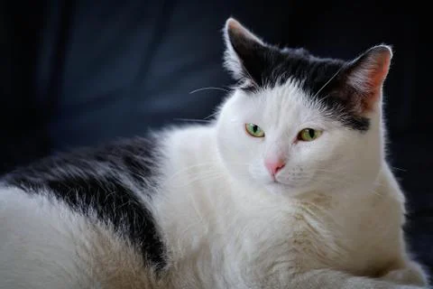 Cat on the couch Stock Photos