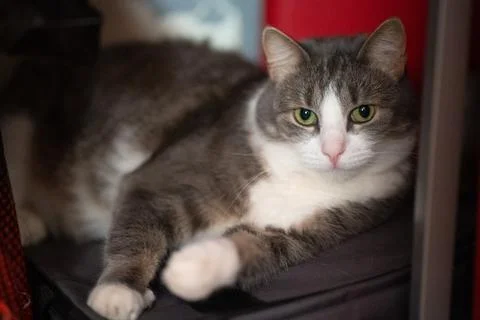 Cat on the couch Stock Photos